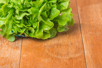 fresh green organic lettuce