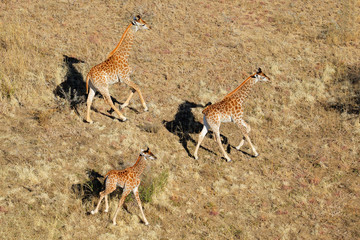 Aerial view of running giraffes on the African plains