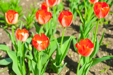 Tulips in full bloom in the garden