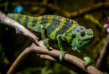 Meller's chameleon on a branch