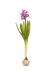 hyacinth pink