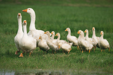 Geese with babies