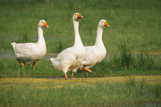 Geese on green grass