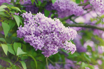 Obraz premium Spring lilac flowers