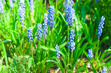 Blue Muscari Mill flowers, bluebell blooming in garden