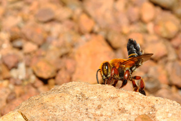 Bee on rock in forest