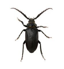 black beetle
