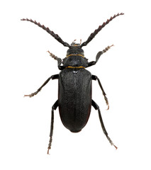 black beetle