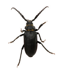 black beetle
