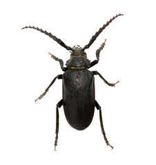 black beetle