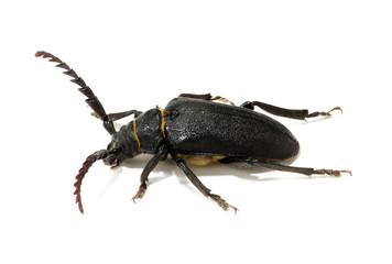 black beetle