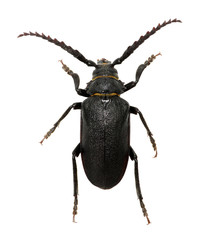 black beetle