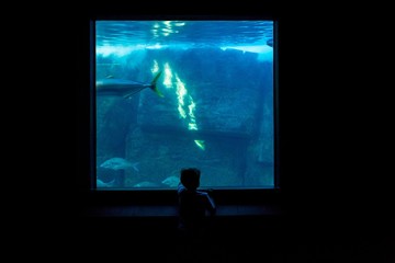 Young man watching fish in a darkest room 