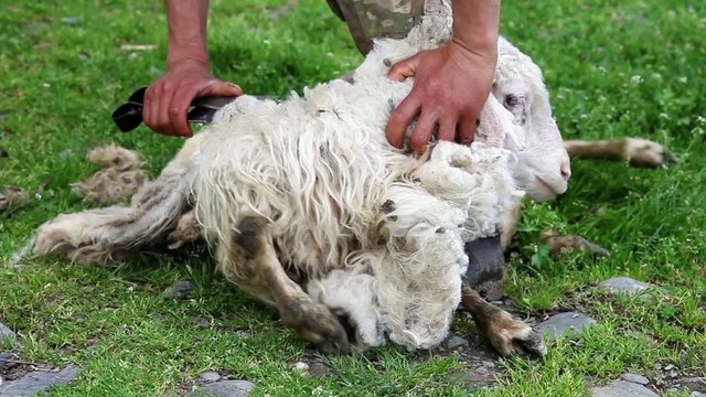 Sheep shearing with scissors in Georgia 