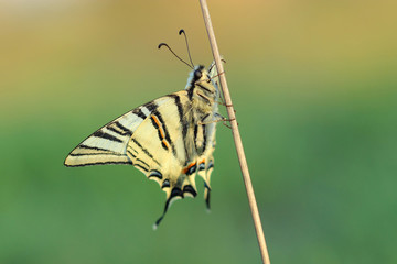 Butterfly - Scarse swallowtail (Iphiclides podalirius)