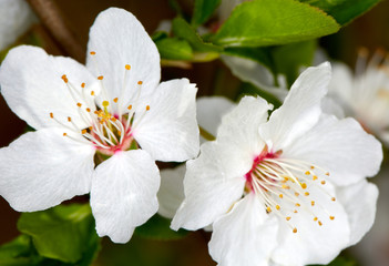 Obraz premium Apple blossoms