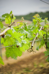 Vine Leaf in spring-Vineyard south west of France, Bordeaux Vine