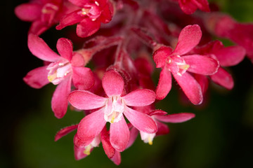 Purple flower