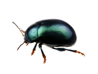 Green beetle