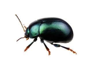 Green beetle