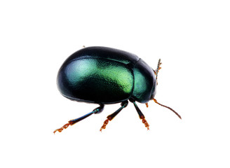Green beetle