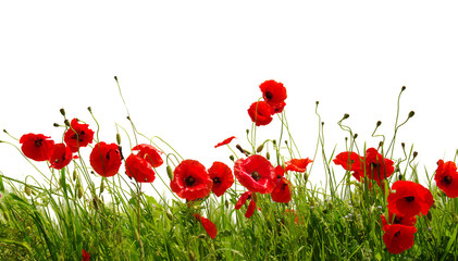 Fototapeta premium red poppy