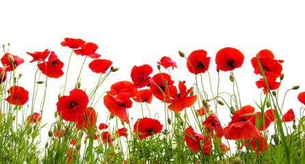 Obraz premium Czerwony mak