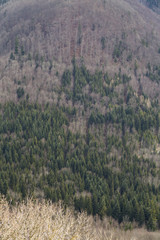 Aerial View of Trees and Vegetation in Spring