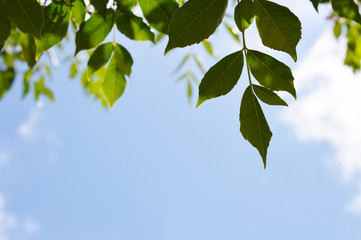 clouds.white clouds and   green leaves and sunny sky