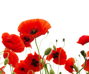 red poppy
