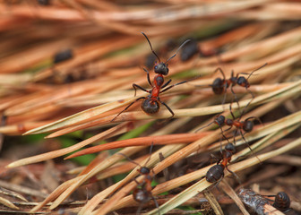 ants in nature. Macro shot