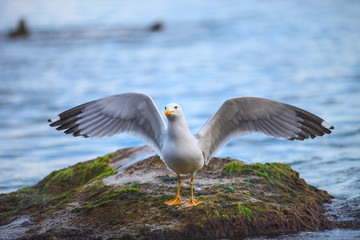 Sea gull in the ocean