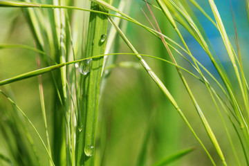 nature background grass with drops