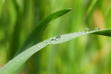 nature background grass with drops