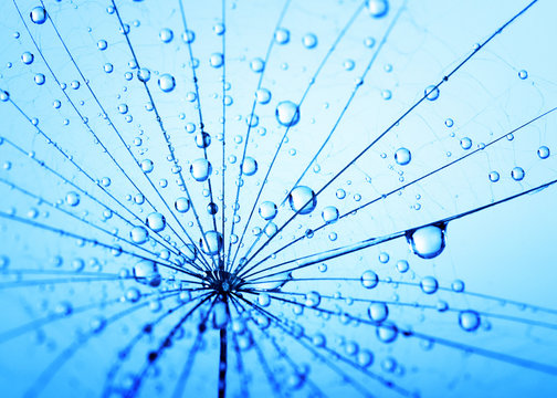 Fototapeta  dandelion seeds