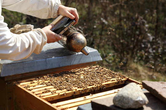 r&auml;uchern im Bienenkasten