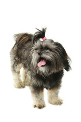 Shih tzu isolated on white