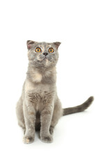 Beautiful cat isolated on white