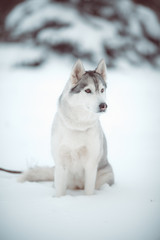 siberian husky