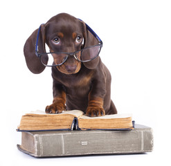 purebred dachshund in glasses and book