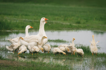 Geese with babies