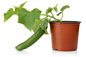 cucumbers in pots