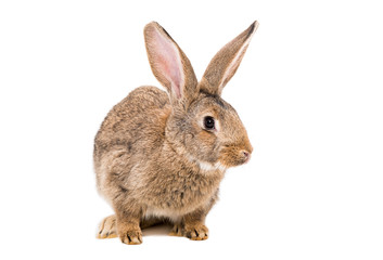 Naklejka premium Portrait of a brown rabbit isolated on white background