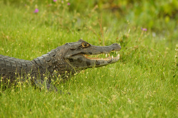 YAcar´de los Esteros del iberá Argentina