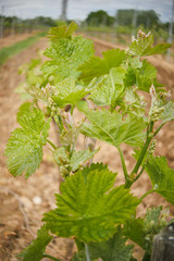 Vine Leaf in spring-Vineyard south west of France, Bordeaux Vine