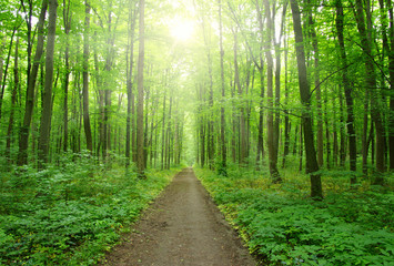 Obraz premium sunlight forest