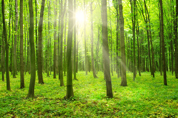  sunlight forest