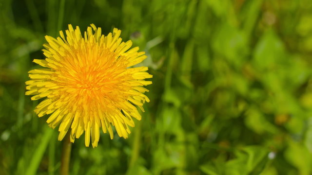 Sonchus yellow flower on green grass