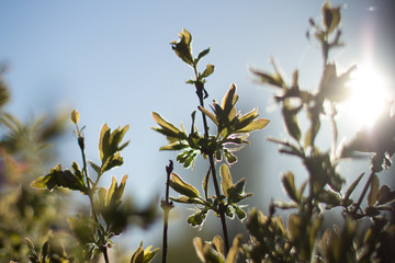 plant