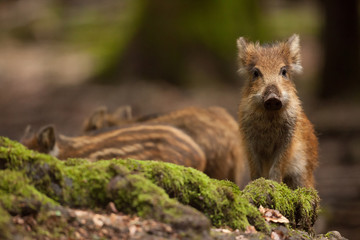 sanglier fôret chasse